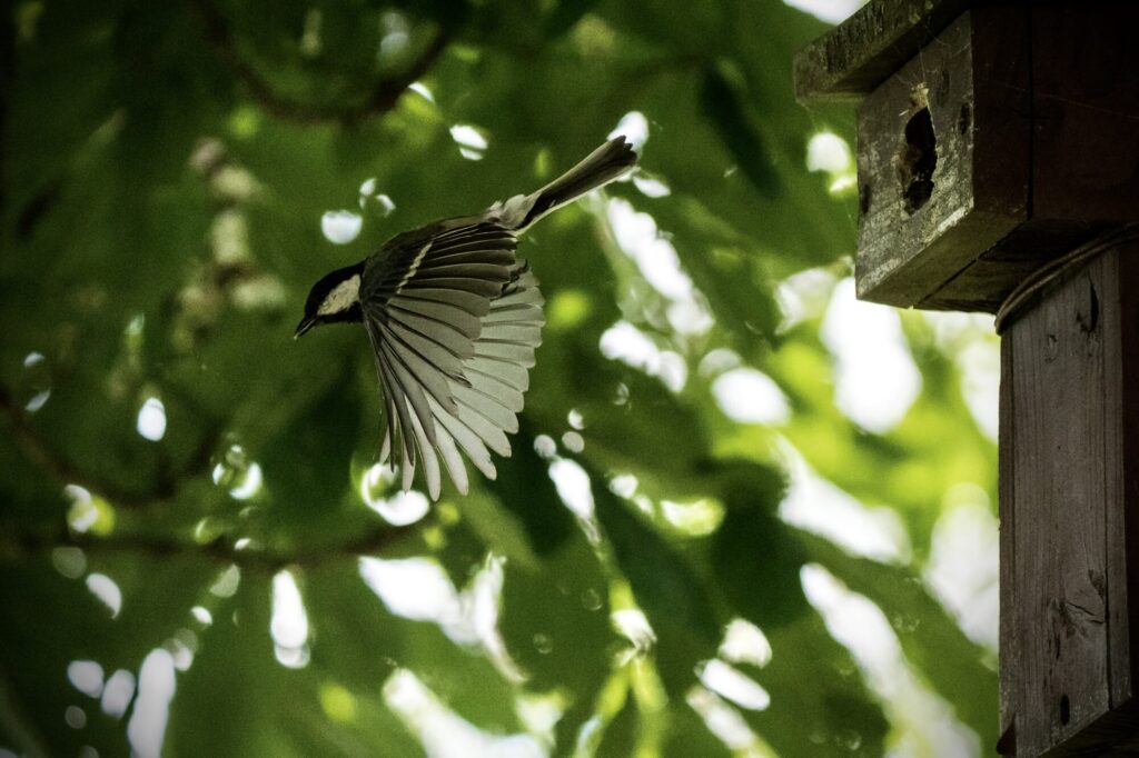 Mésange charbonnière qui sort d'un nichoir