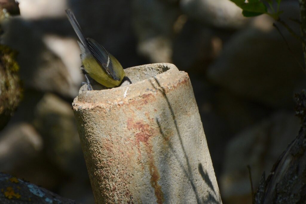 Mésange charbonnière dans un trou