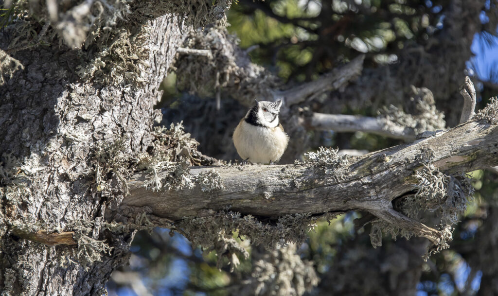 Mésange huppée sur une branche