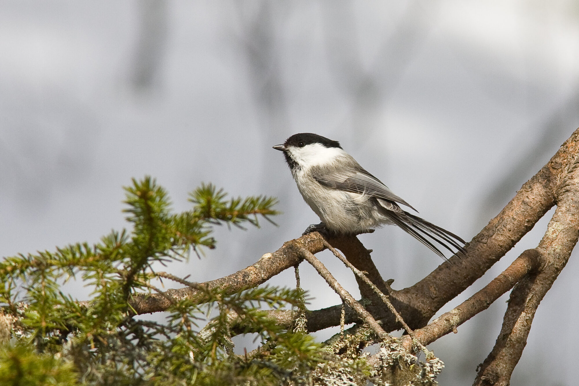 Mésange noire sur une branche