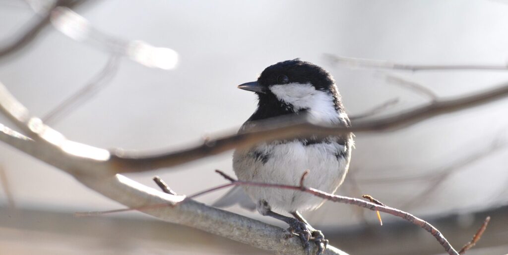 Mésange noire posée sur une branche - ©Jean Bisetti