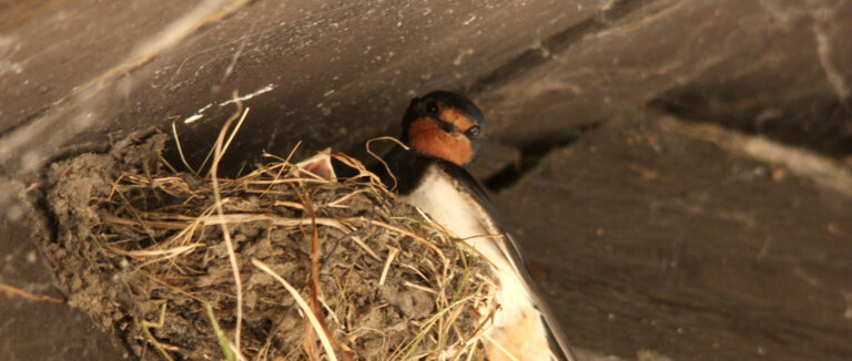 Hirondelle posée sur son nid, sous une toiture en bois