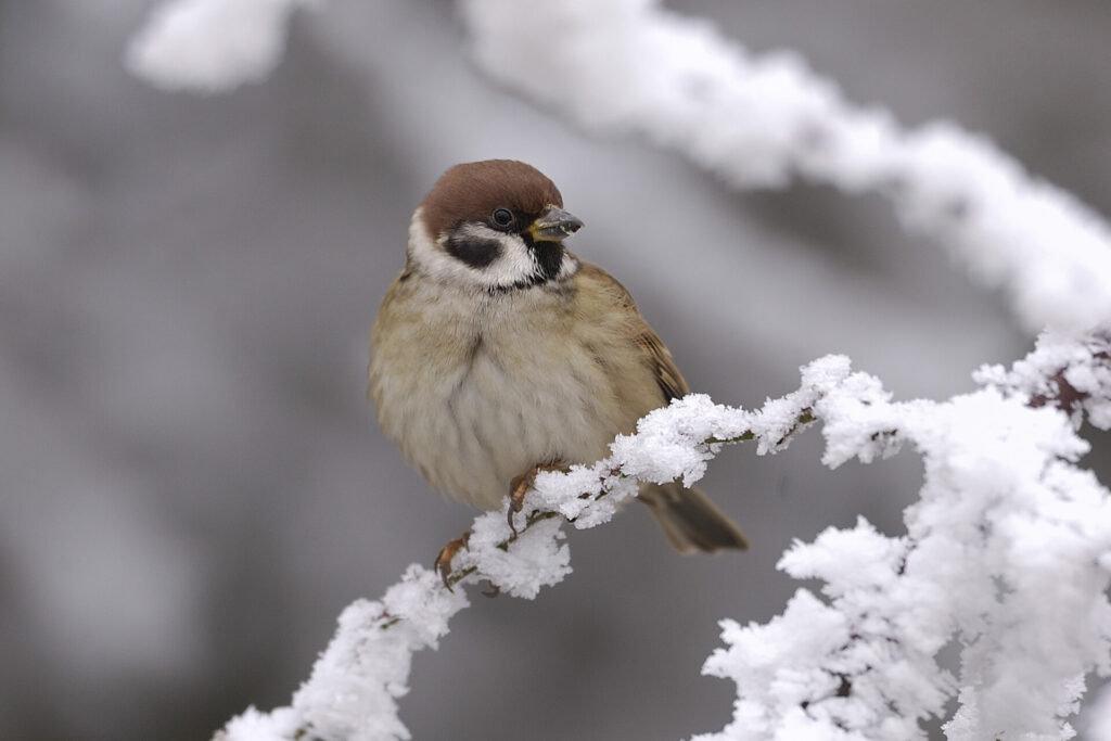 Moineau friquet sur fond de neige