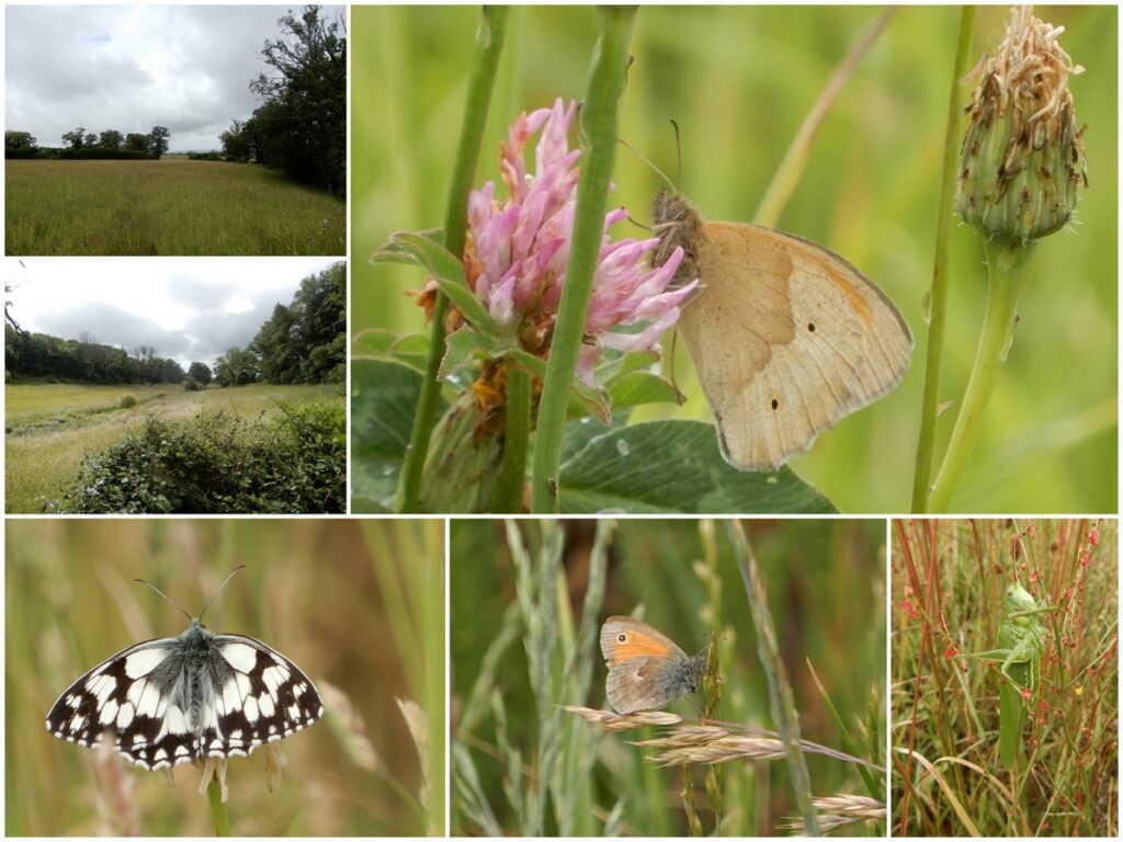Différentes images de papillons, sauterelle et prairies