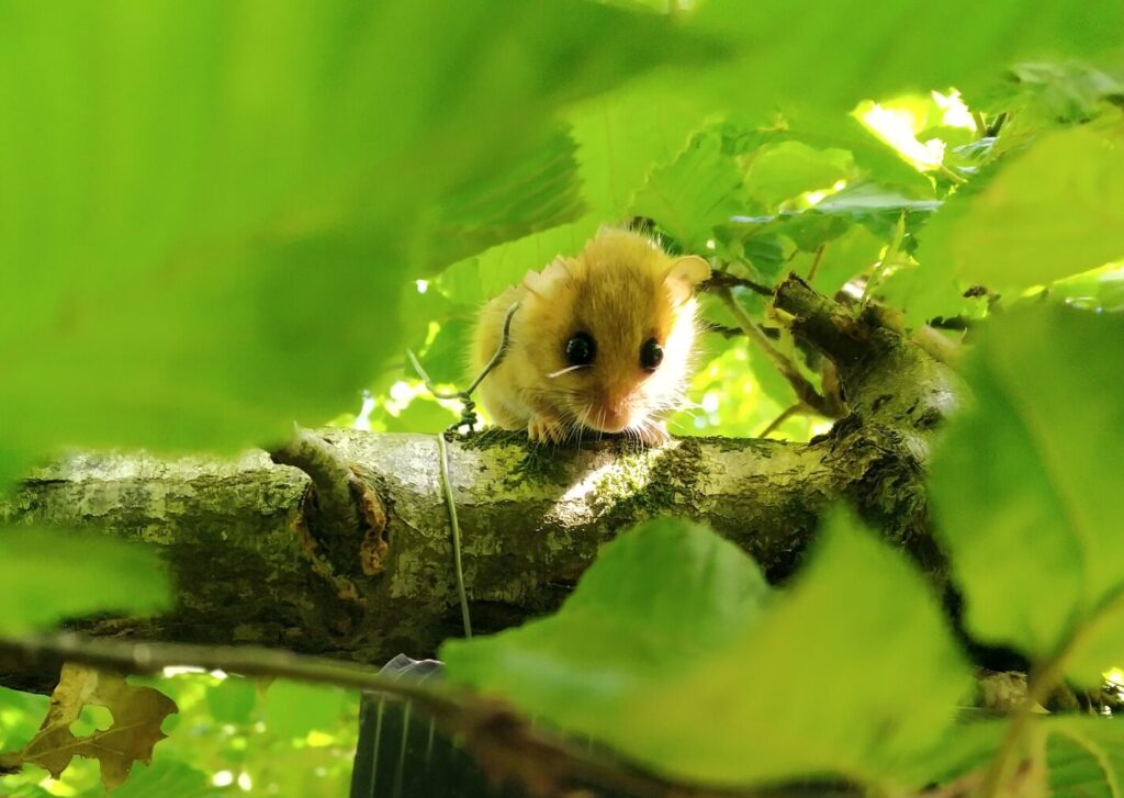 Muscardin sur une branche qui se cache au travers de feuilles verdoyantes