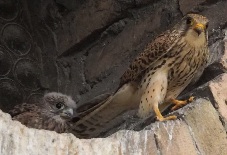 Faucon crécerelle ayant trouvé refuge pour créer son nid et élever son petit à l'extérieur d'une église