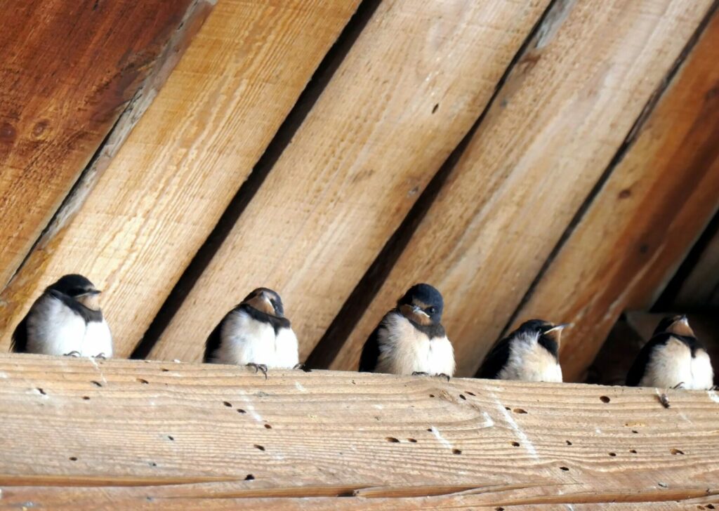 5 jeunes hirondelles rustiques posées sur une poutre