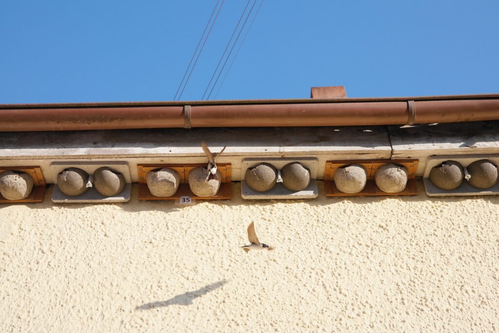 Nichoirs d'hirondelles posés sous une avancée de toits. 2 adultes en vol rentrent et sortent de leur nichoir