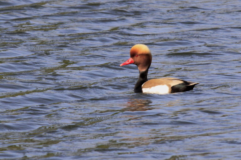 Nette rousse_Photo René Diez