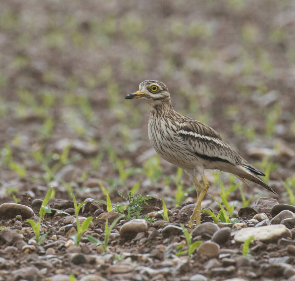 Œdicnème criard dans un champ venant d'être semé : son pluma lui permet de se fondre parfaitement dans le décor
