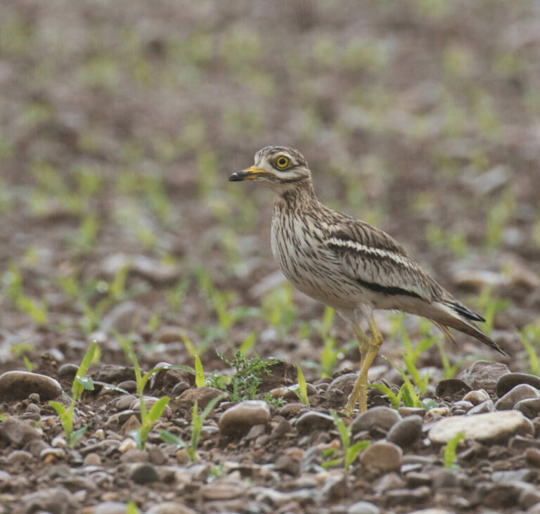 Œdicnème criard dans un champ venant d'être semé : son pluma lui permet de se fondre parfaitement dans le décor