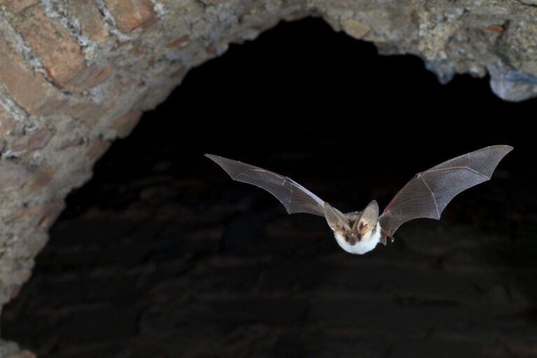 Chauve-souris (Oreillard montagnard) en vol sortant d'un bâtiment en pierres