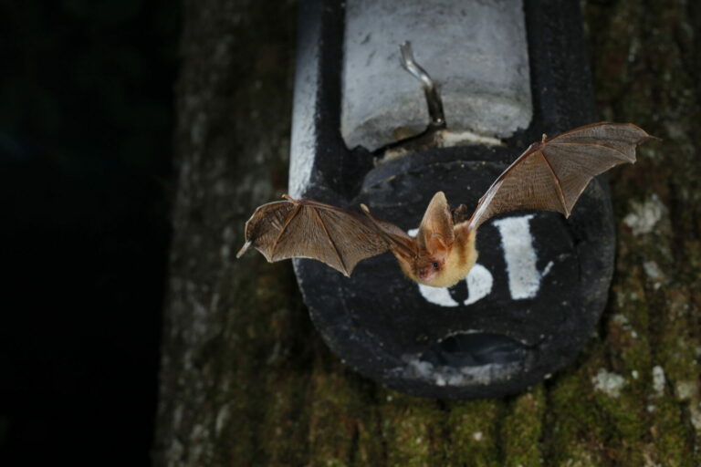 Chauve-souris en vol