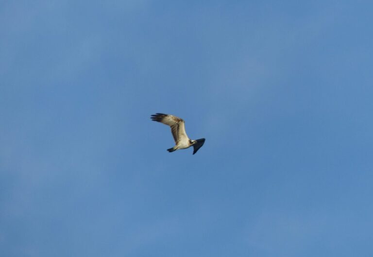 Balbuzard pêcheur