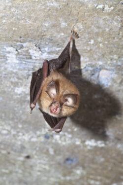 Petit Rhinolophe - crédit Yoann Peyrard