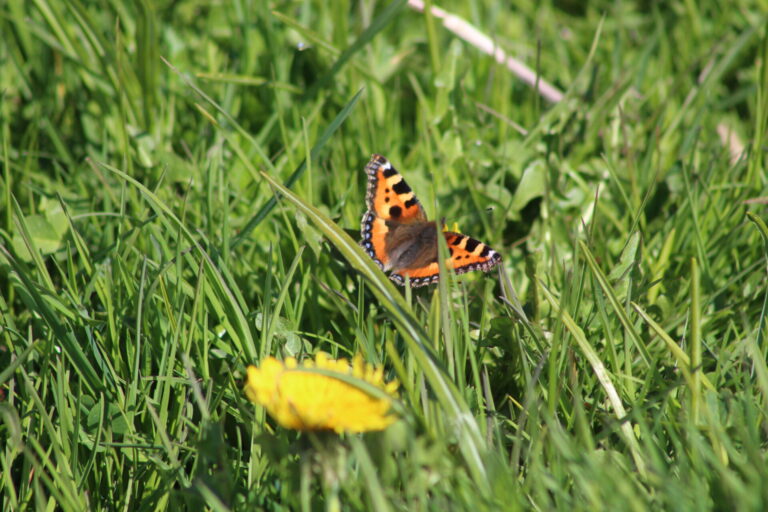 Petite tortue (papillon aux ailes majoritairement oranges) posée dans l'herbe