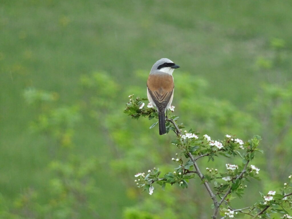 Pie-grièche écorcheur