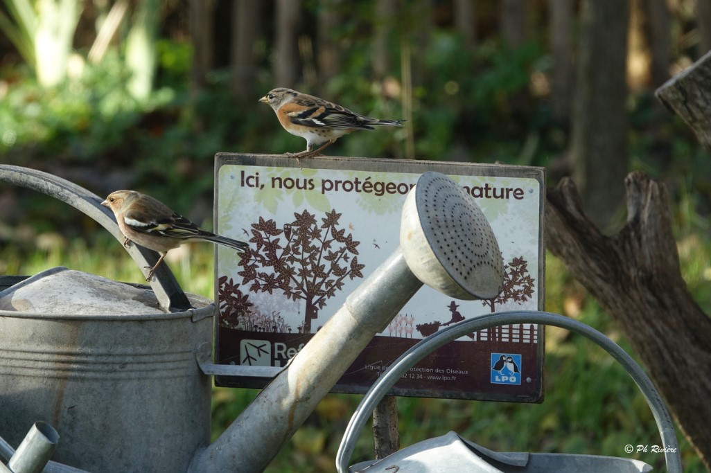 Deux pinsons perchés sur un arrosoir et le panneau Refuge LPO