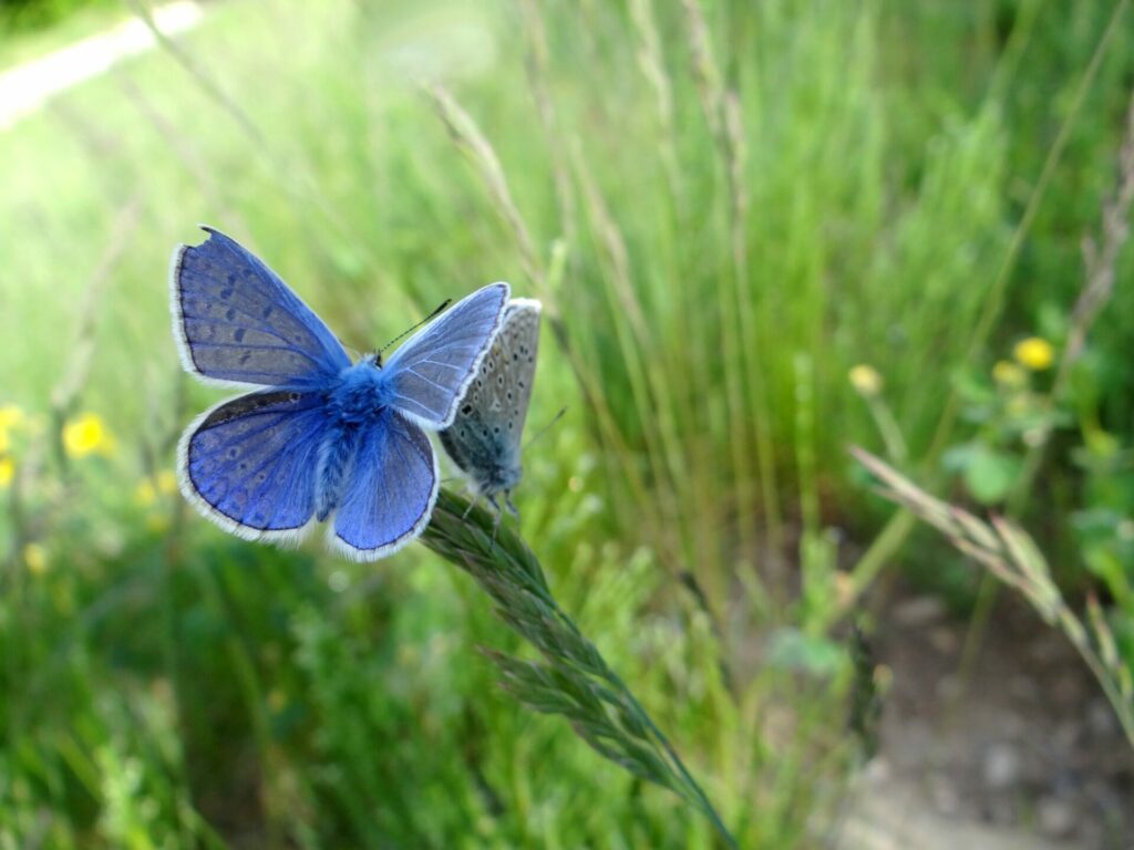 Azuré commun, petit papillon bleu posé au sommet d'une graminée