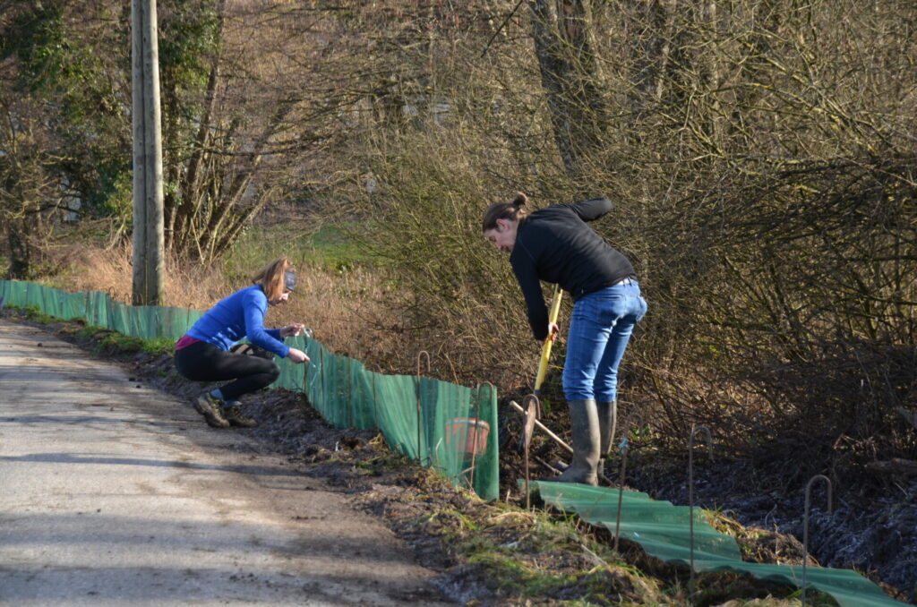 Deux bénévoles installent un filet le long d'une route