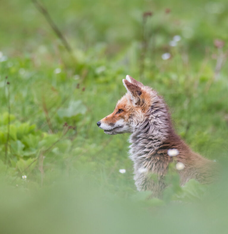 Renard roux de profil