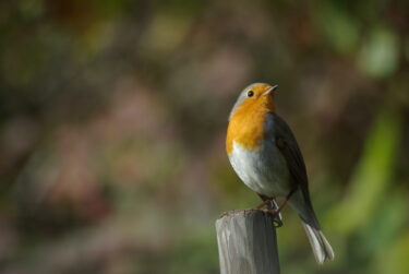 Rouge-gorge sur un poteau