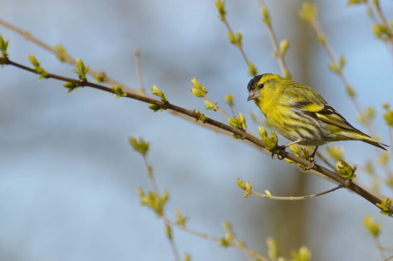 Oiseaux de nos jardins