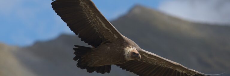 Vautour fauve