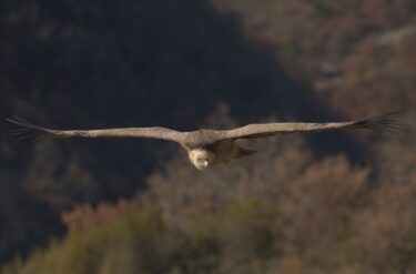 Vautour fauve en vol