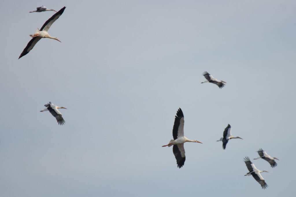 Vol de cigognes blanches