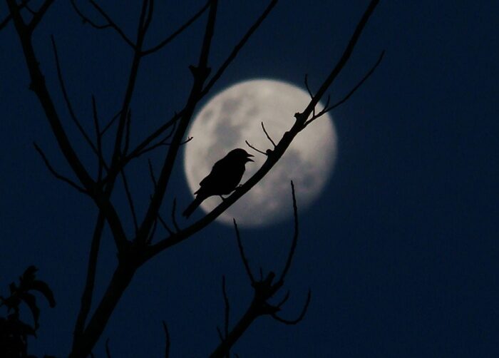 silhouette oiseau sur lune