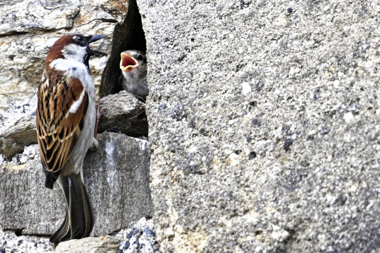 Moineau domestique © Joël Vial