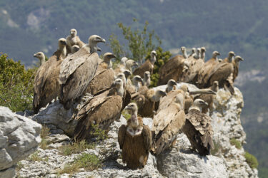 Une dizaine de vautours fauves posés sur un rocher