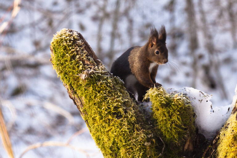 Ecureuil roux sur un arbre mort et sur fond de neige