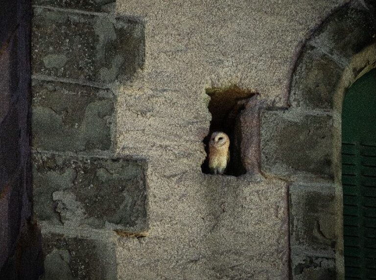Une effraie des clochers (rapace nocturne) posée dans la cavité d'un mur sur un bâtiment.