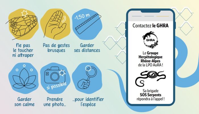 SOS Serpents - les bons gestes