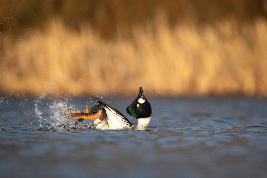 Garrot à œil d'or dans l'eau