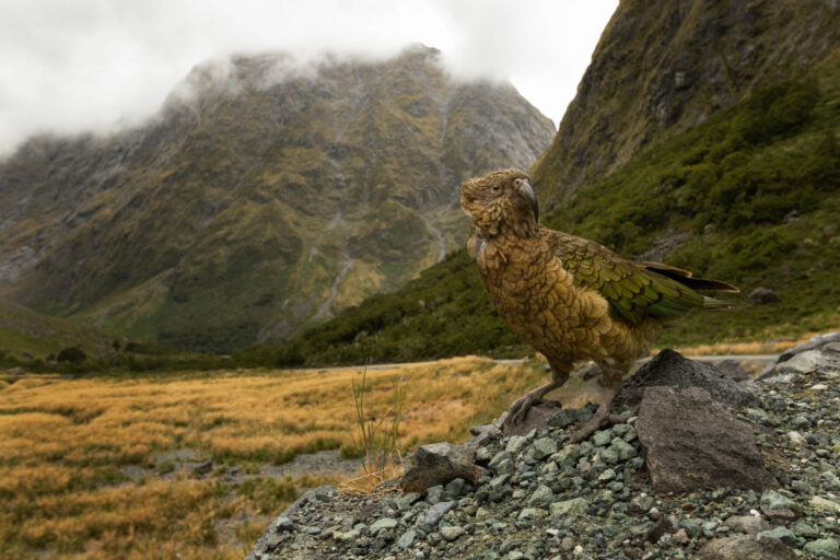 Oiseau de Nouvelle Zélande posé sur un rocher avec en fond des montagnes