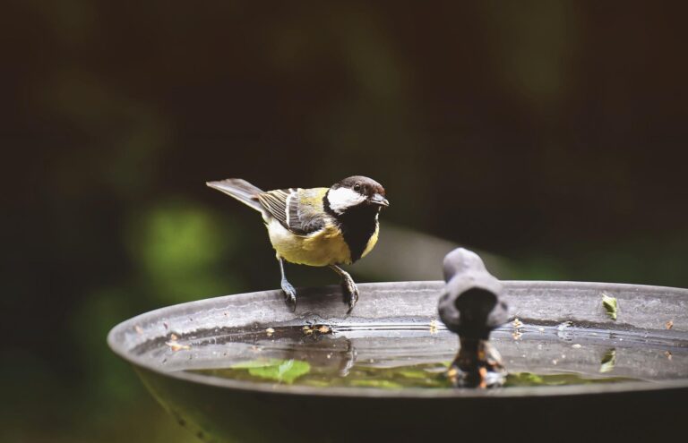 Deux mésanges boivent dans un récipient d'eau