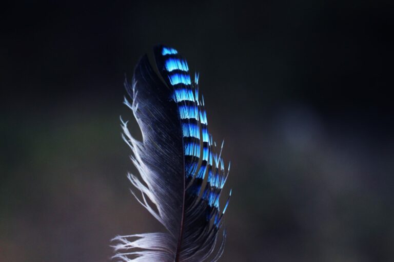 Une plume de geai noire et bleue