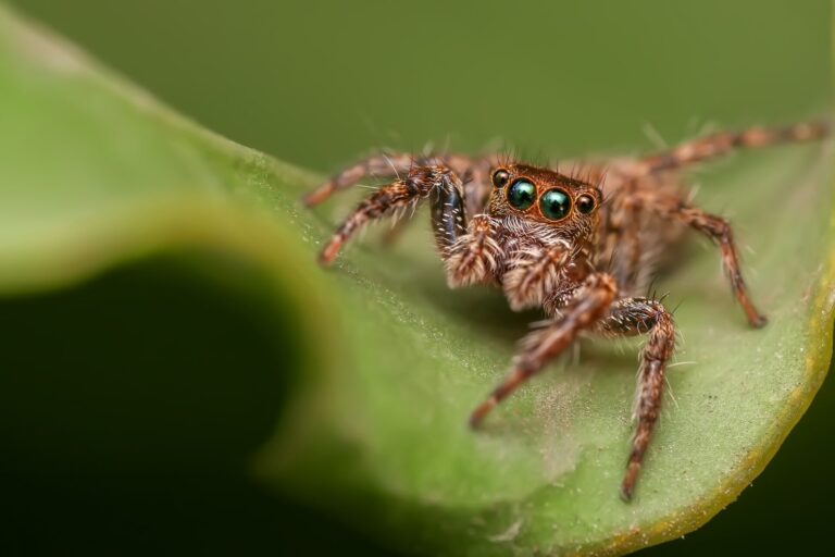 Une petite araignée brune
