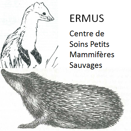 Logo ERMUS
