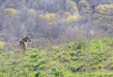 Loup gris