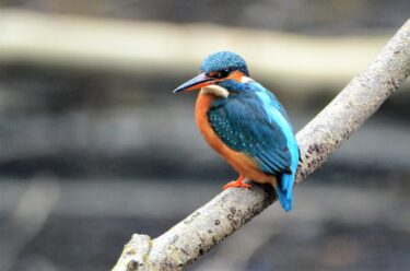 Martin pêcheur (oiseau bleu et orange au long bec) sur une branche d'arbre.