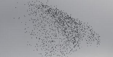 vol de pigeons ramiers