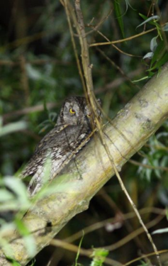 Petit duc scops posé sur une branche