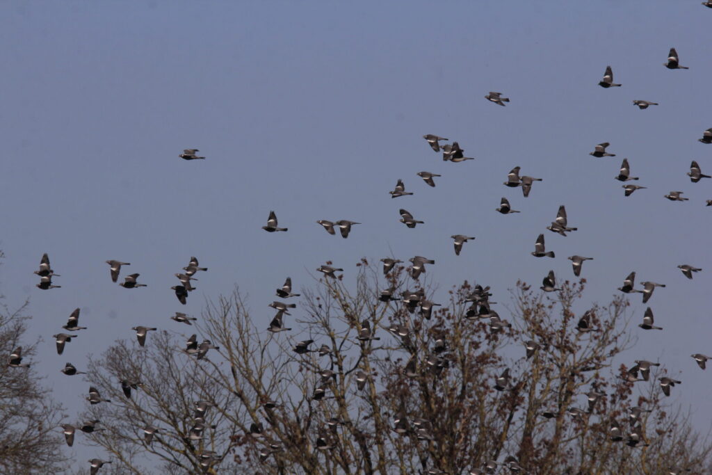 Pigeons ramiers © René Diez