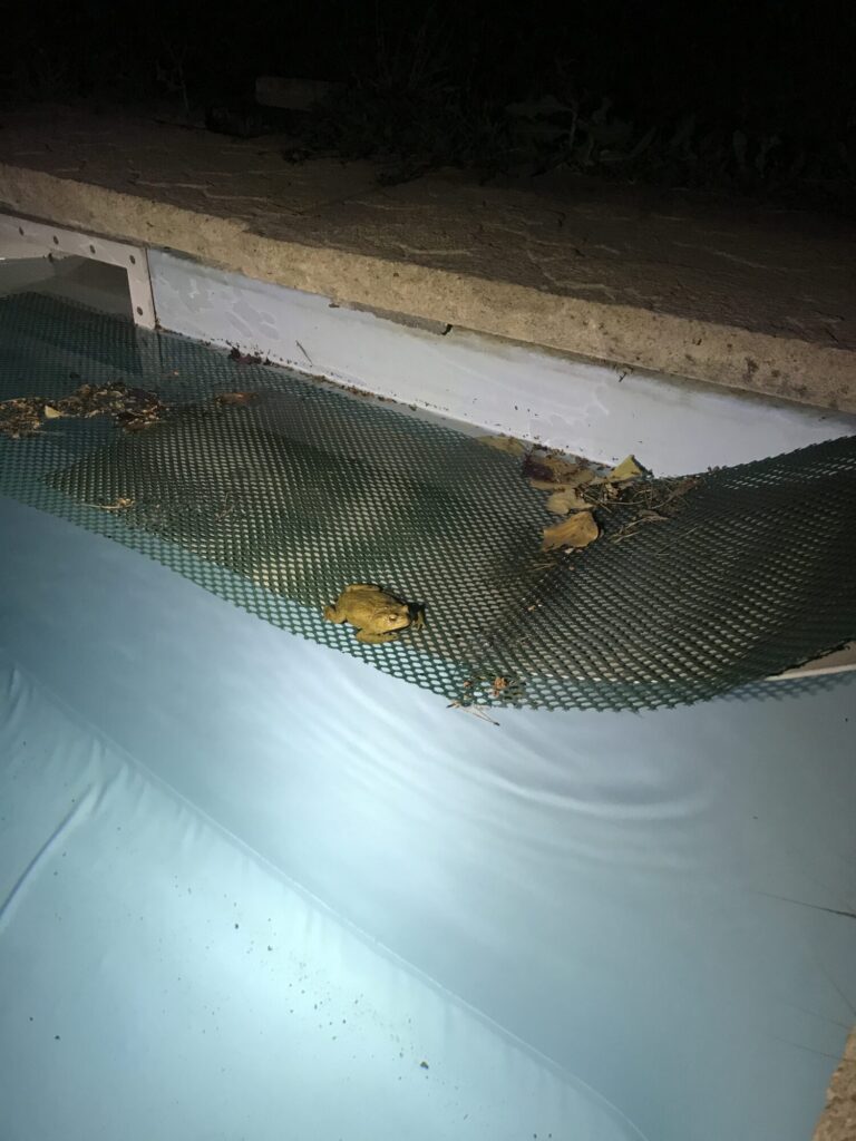 Crapaud sur une rampe de piscine