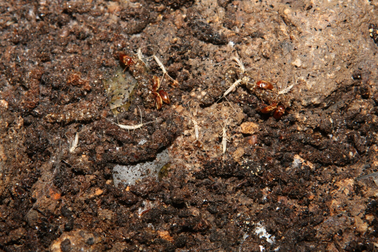 Litocampa sp. (Diploures) et Royerella villardi (Coléoptère), espèces troglobies (spécialisées des milieux souterrains)