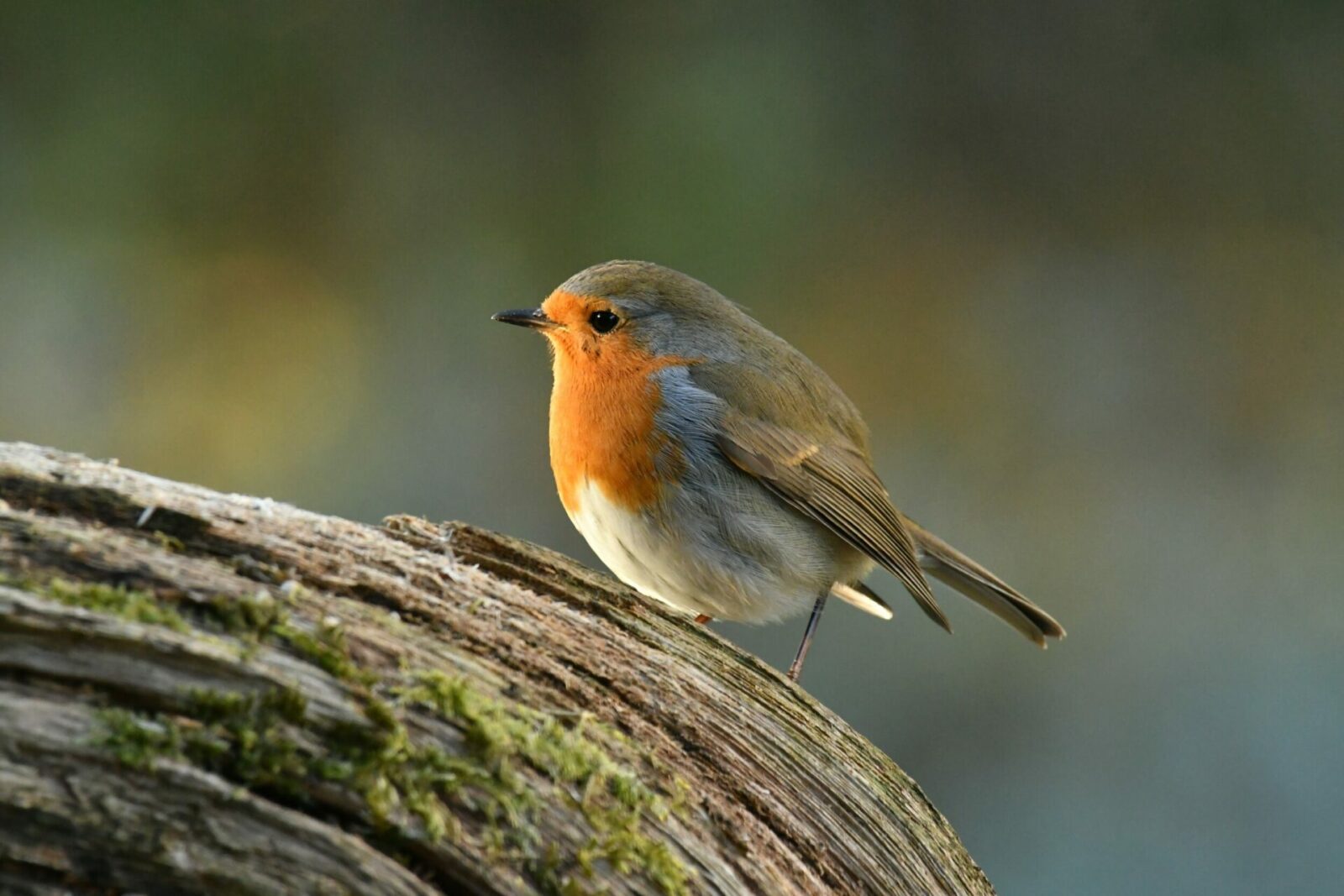 Observatoire Oiseaux des jardins - LPO Auvergne-Rhône-Alpes